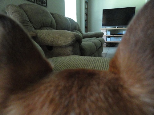 My dog's point of view.