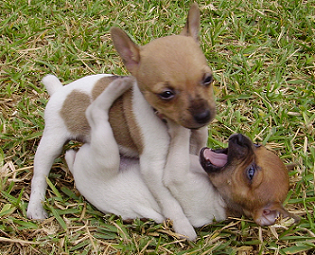 Pups