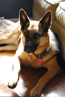 "fluffy"  ( Oskar - Cujo)
