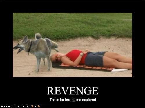 funny-dog-pictures-your-dog-is-having-his-revenge.jpg