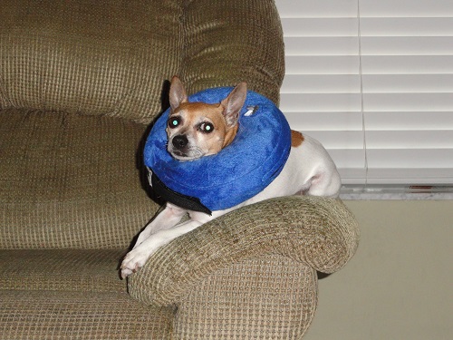 Cha Cha with Neck thing.JPG