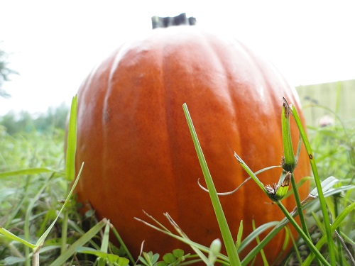 Pumpkin.JPG