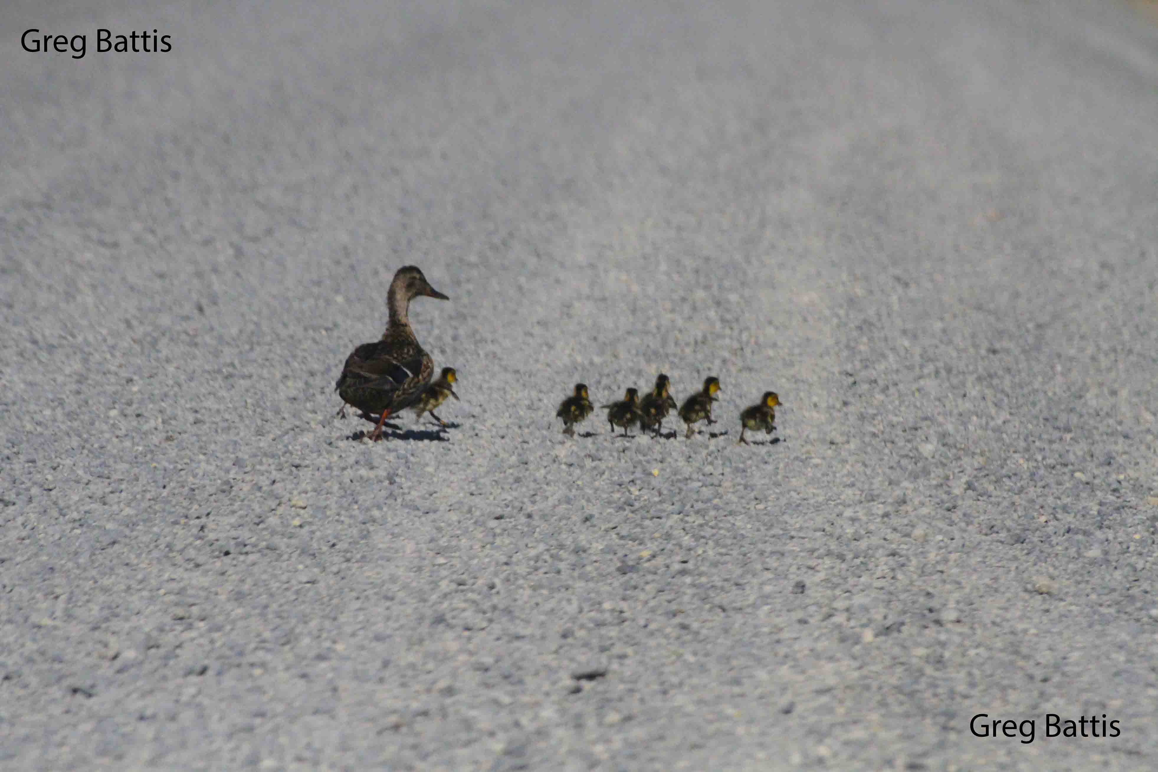 ducks1ws.jpg