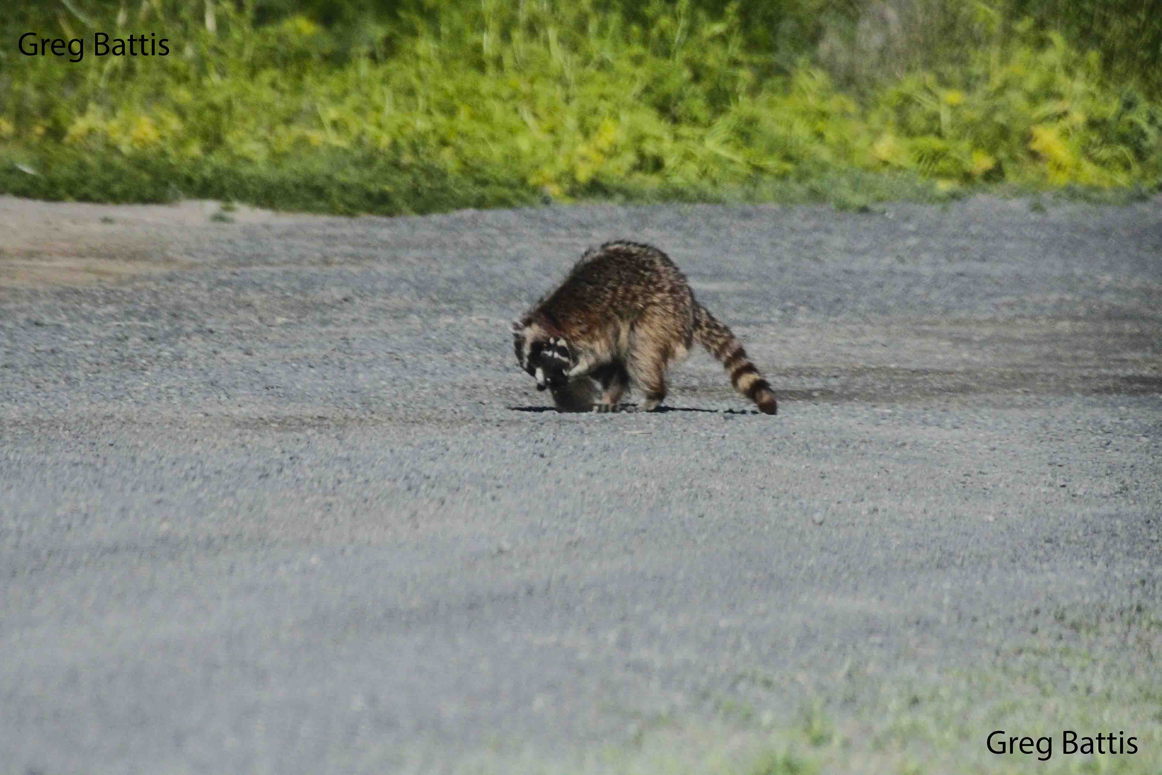 racoonysw.jpg